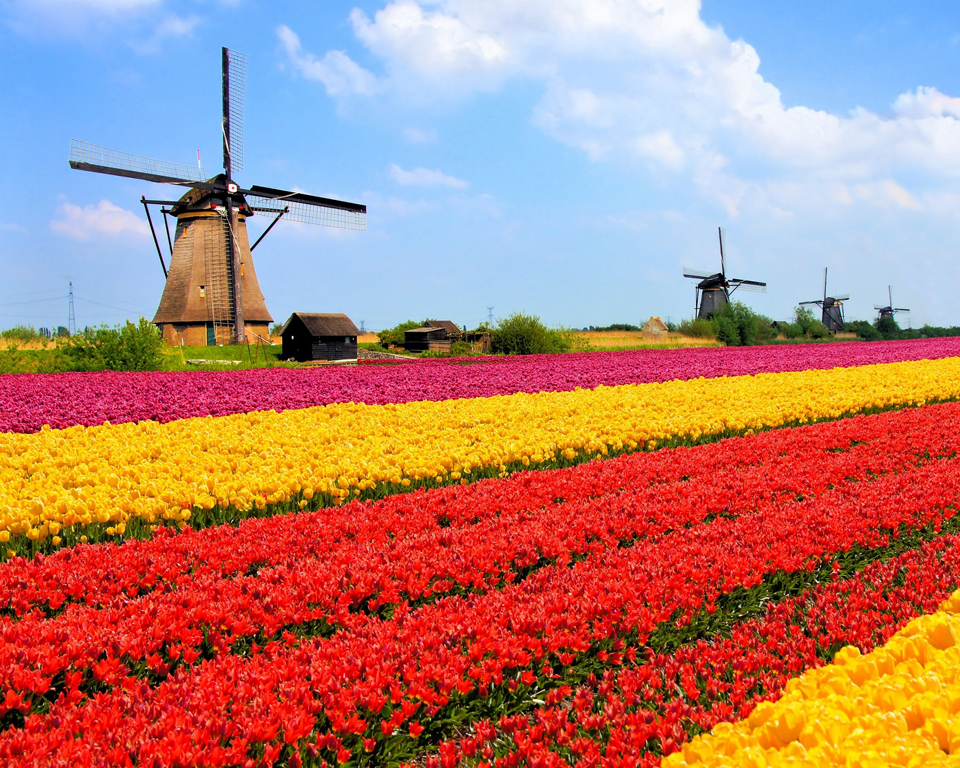 Tulips-field-with-windmills.jpg